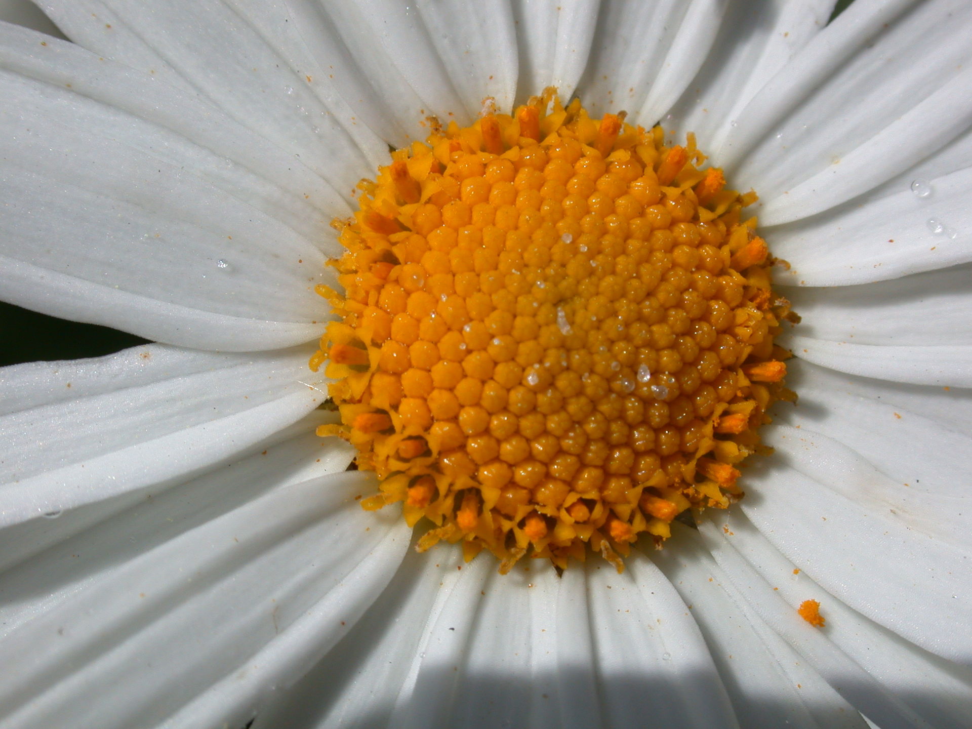Macro of a daisy's golden centre