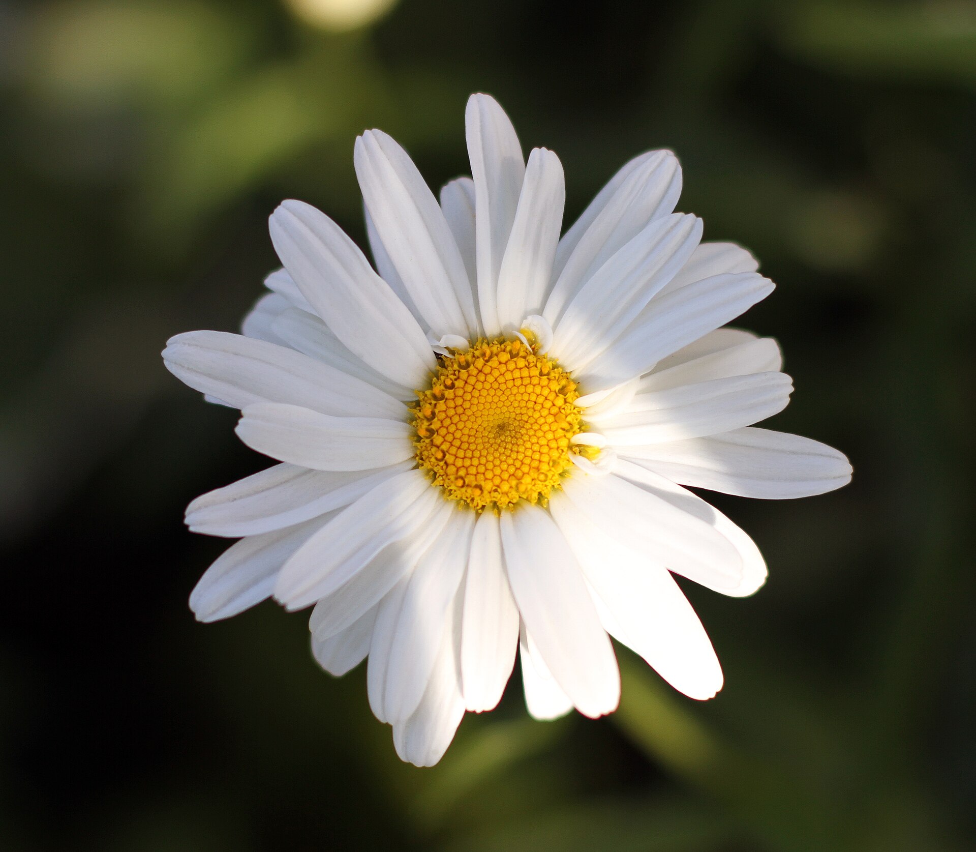 A white daisy on a dark green field