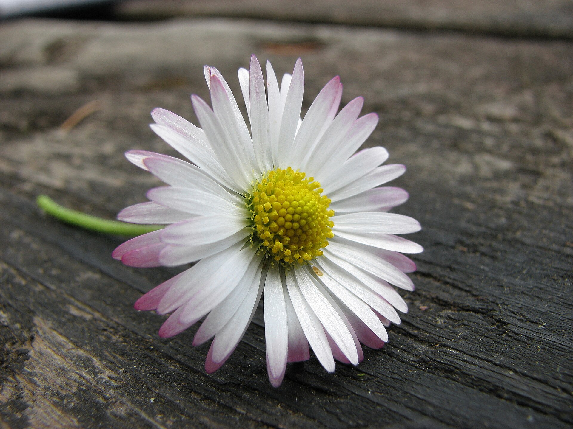 A pink-tipped daisy resting on weathered wood